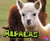 Alpacas - 9781515709633 by Michelle Hasselius, 9781515709633