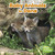 Baby Animals in Dens by Martha E. H. Rustad, 9781515738305