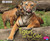 Tigers and Their Cubs (A 4D Book) by Margaret Hall, 9781543508260