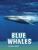 Blue Whales - 9781977117946 by Mari Schuh, 9781977117946