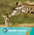Giraffe Calves by Susan H. Gray, 9781534161221