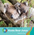 Koala Bear Joeys - 9781534161252 by Susan H. Gray, 9781534161252