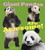 Giant Pandas Are Awesome! by Megan C Peterson, 9781491439050