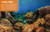 Discovery Real Life Sticker Book: Ocean by Courtney Acampora, Haydee Yanez, Andrew Barthelmes, 9781684128013