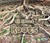 All About Roots - 9781484638484 by Claire Throp, 9781484638484