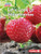Let's Look at Strawberries - 9781541590236 by Katie Peters, 9781541590236