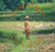 Cycle of Rice, Cycle of Life (A Story of Sustainable Farming) by Jan Reynolds, Jan Reynolds, 9781620140789
