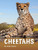 Cheetahs - 9781977123145 by Jaclyn Jaycox, 9781977123145