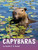Capybaras - 9781977126474 by Martha E. H. Rustad, 9781977126474