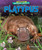 Platypus - 9781647471453 by Colleen Sexton, 9781647471453
