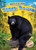 Black Bears - 9781644871256 by Al Albertson
