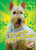 Scottish Terriers - 9781626177949 by Paige V. Polinsky, 9781626177949