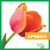 Spring - 9781620314531 by Emily C. Dawson, 9781620314531