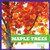 Maple Trees - 9781620314487 by Rebecca Stromstad Glaser, 9781620314487