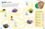 The Ultimate Sticker Book Bugs by DK, 9780744033939