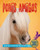 Ponis amigos by Pat Jacobs, 9780778784623