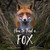 How to Find a Fox - 9780762471355 by Kate Gardner, Ossi Saarinen, 9780762471355