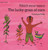 The Lucky Grain of Corn (English-Turkish) by Veronique Tadjo, Veronique Tadjo, Faith Erdogan, 9781840592825