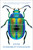 Extraordinary Insects (The Fabulous, Indispensable Creatures Who Run Our World) by Anne Sverdrup-Thygeson, 9781982112882 Extraordinary Insects (The Fabulous, Indispensable Creatures Who Run Our World) by Anne Sverdrup-Thygeson, 9781982112882