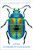 Extraordinary Insects (The Fabulous, Indispensable Creatures Who Run Our World) by Anne Sverdrup-Thygeson, 9781982112882