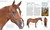 The Horse Encyclopedia by Elwyn Hartley Edwards, 9781465451439