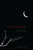 Nocturne (A Claire de Lune Novel) by Christine Johnson, 9781442407770