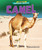 Camel by Jenna Grodzicki, 9781636911465