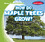 How Do Maple Trees Grow? - 9781538263037 by Kathleen Connors