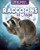 Raccoons at Night - 9781725318793 by Kathleen A. Klatte, 9781725318793