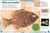 My Book of Fossils (A fact-filled guide to prehistoric life) by DK, Dean R. Lomax, 9780744049947