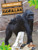 Gorillas - 9781427160355 by Amy Culliford, Amy Culliford, 9781427160355