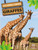 Giraffes - 9781427160409 by Amy Culliford, Amy Culliford