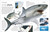 Eyewitness Shark (Dive into the fascinating world of sharks) by DK, 9780744056419