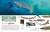 Eyewitness Shark (Dive into the fascinating world of sharks) by DK, 9780744056419