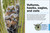 Pocket Genius Birds of North America by DK, 9780744058086
