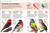 Pocket Genius Birds of North America by DK, 9780744058086