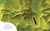 The Secret World of Plants (Tales of More Than 100 Remarkable Flowers, Trees, and Seeds) by Ben Hoare, 9780744059830