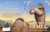 Once Upon a Camel - 9781534406445 by Kathi Appelt, Eric Rohmann