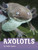 Axolotls - 9781666342741 by Jaclyn Jaycox, 9781666342741