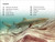 DK Super Readers Level 1 Life of a Baby Lemon Shark - 9780744075816 by DK