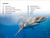 DK Super Readers Level 2 Great White Sharks - 9780744075892 by DK