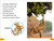 DK Super Readers Level 1 Animal Feeding Time - 9780744066944 by DK
