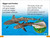 DK Super Readers Level 1 Life of a Baby Lemon Shark - 9780744075786 by DK