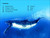 DK Super Readers Level 2 Journey of a Humpback Whale - 9780744072242 by DK