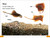 DK Super Readers Level 1 Explore the Coral Reef - 9780744068009 by DK