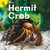 Hermit Crab - 9781731605689 by Barry Cole, 9781731605689