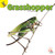 Grasshopper - 9781731605849 by J.  Jean Robertson, 9781731605849
