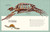 Antología de dinosaurios y vida prehistórica (Dinosaurs and Other Prehistoric Life) (Spanish Edition) by Professor Anusuya Chinsamy-Turan, 9780744064391