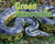 Green Anaconda - 9781642808483 by Ellen Lawrence, 9781642808483