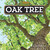 Oak Tree by Joyce Markovics, 9781627248440
